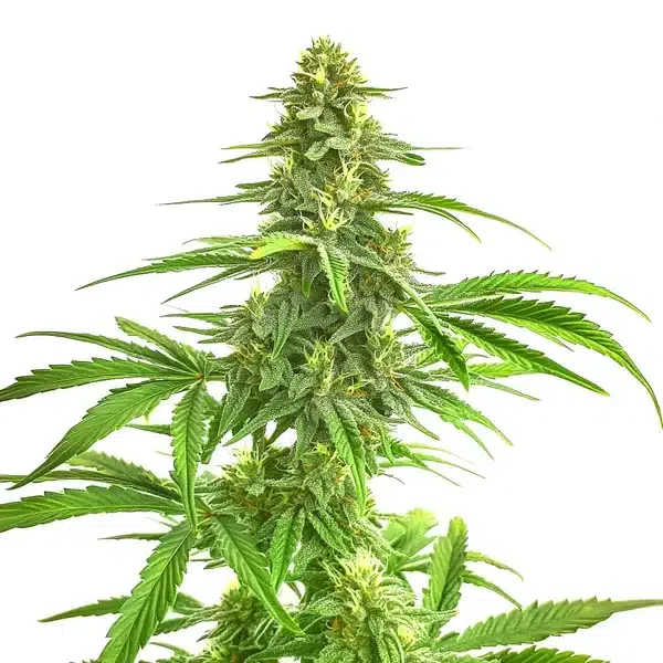 Wombat van Blimburn Seeds