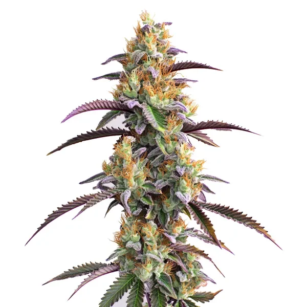 Gator Breath van Blimburn Seeds