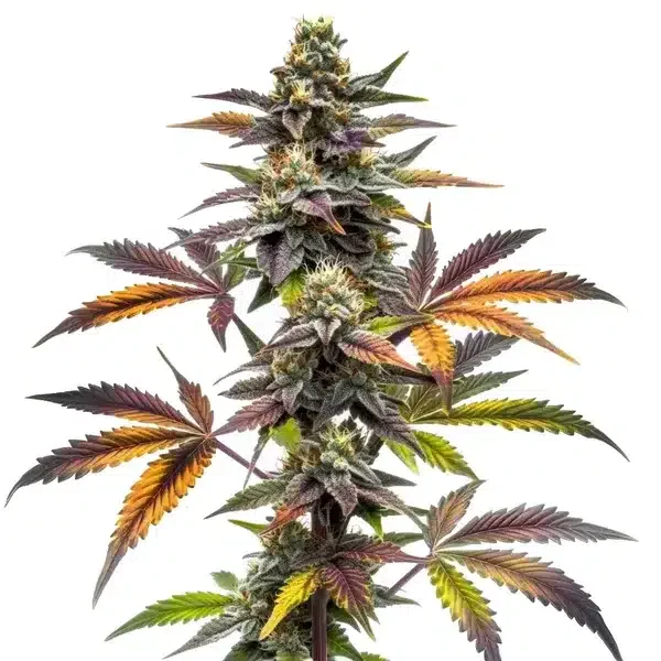 Blueberry X OG Kush van Blimburn Seeds