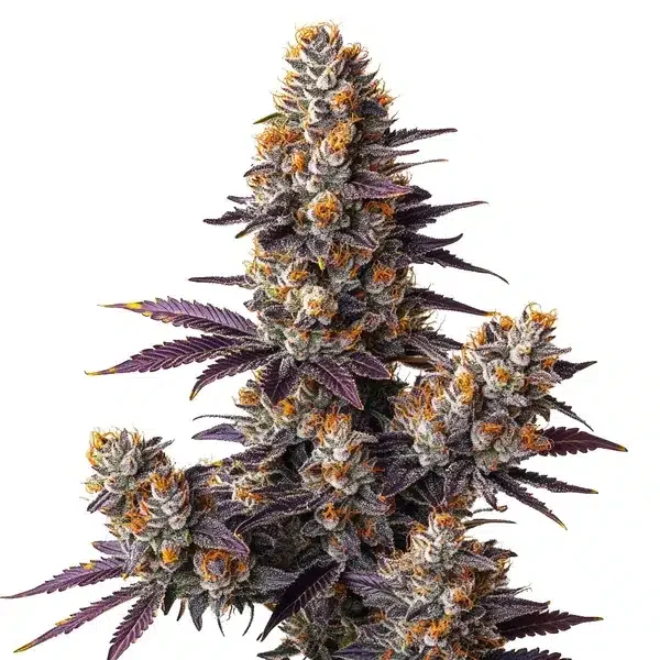 Tropicana Cookies Purple van Blimburn Seeds