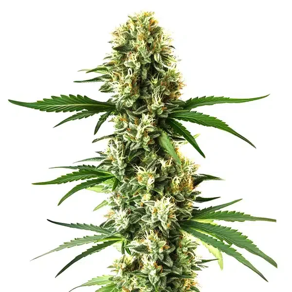 Nikki and Swami's Lemon OG van Blimburn Seeds