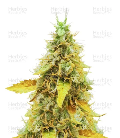 OG's Kush van Blimburn Seeds