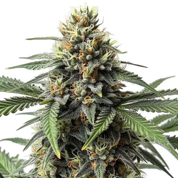 CR+ van Blimburn Seeds