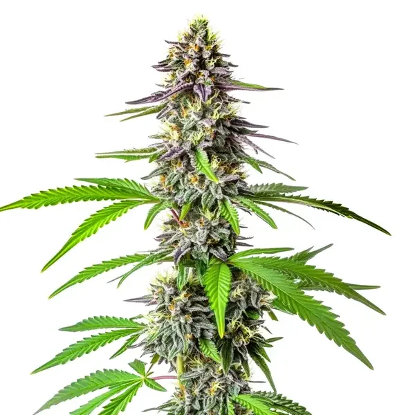 Cherry Alien van Blimburn Seeds