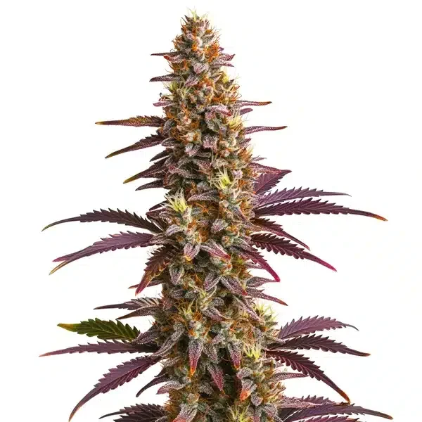 Sunset Purple van Blimburn Seeds
