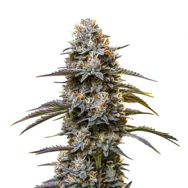 Chocolate Thai van Blimburn Seeds
