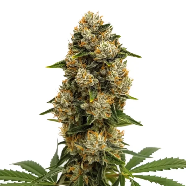 Durban Poison van Blimburn Seeds