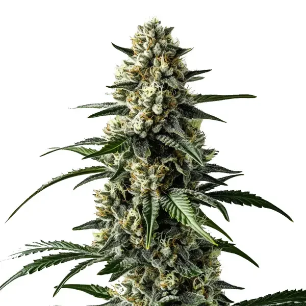 Mango van Blimburn Seeds