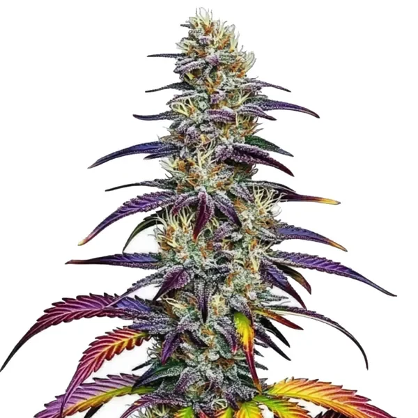Blue dream van Blimburn Seeds