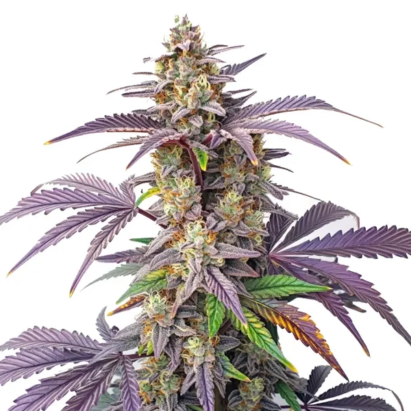 Peanut Butter Breath van Blimburn Seeds