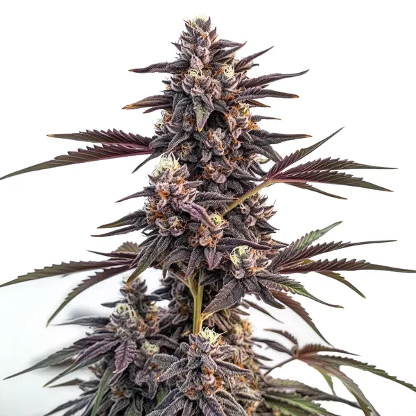 Moonshine Cookies van Blimburn Seeds