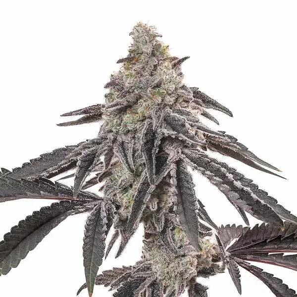 MAC van Blimburn Seeds
