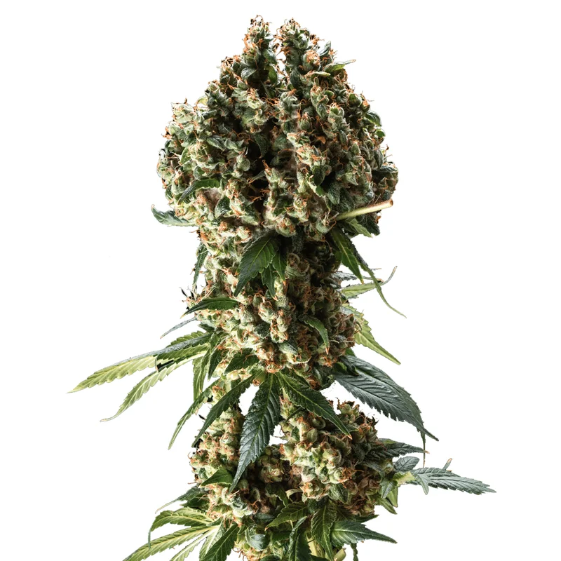 Grandaddy Purple van Blimburn Seeds