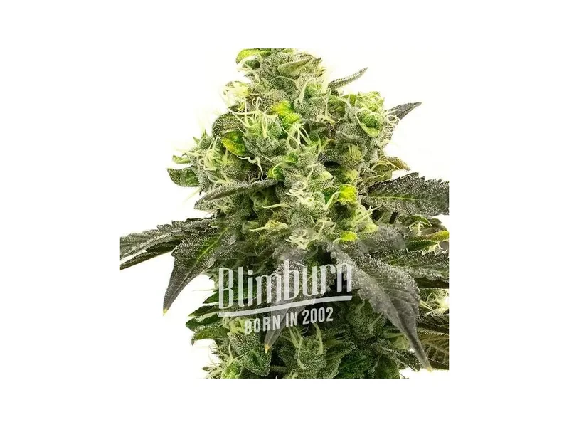 Gorilla Glue #4 van Blimburn Seeds