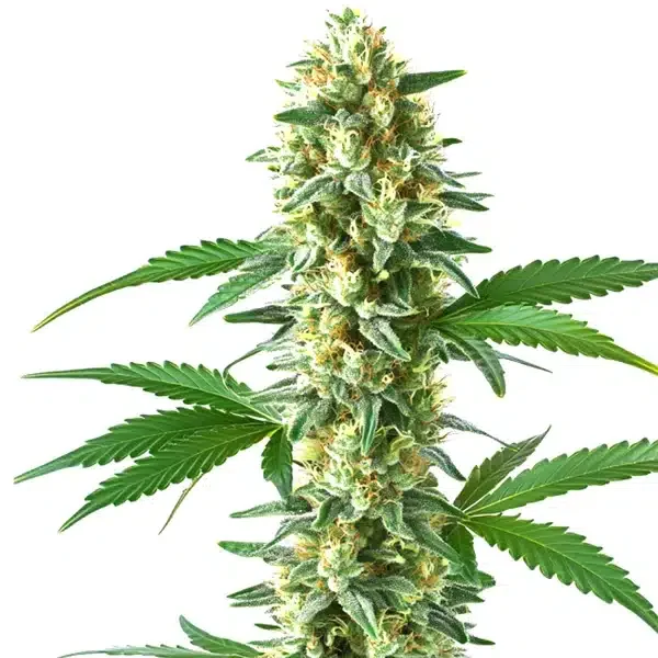Sweet Kush van Blimburn Seeds