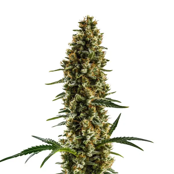 Sugar Haze van Blimburn Seeds
