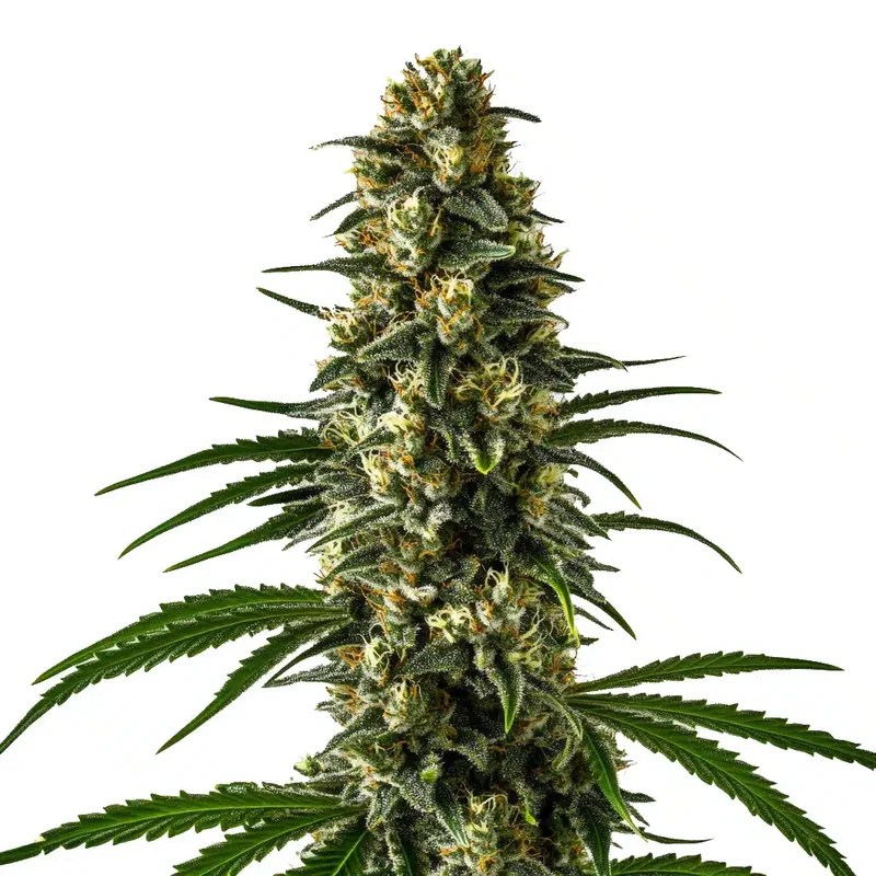 Girl scout cookies van Blimburn Seeds