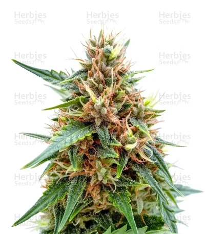 Northern van Blimburn Seeds
