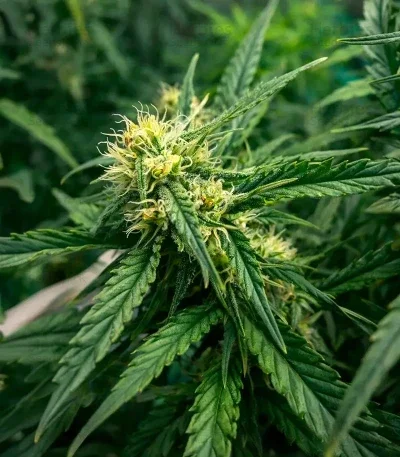 Northern van Blimburn Seeds