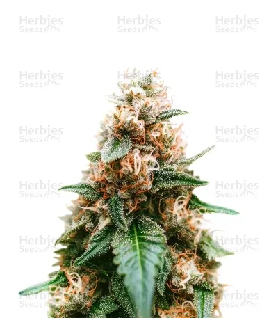 Cream van Blimburn Seeds