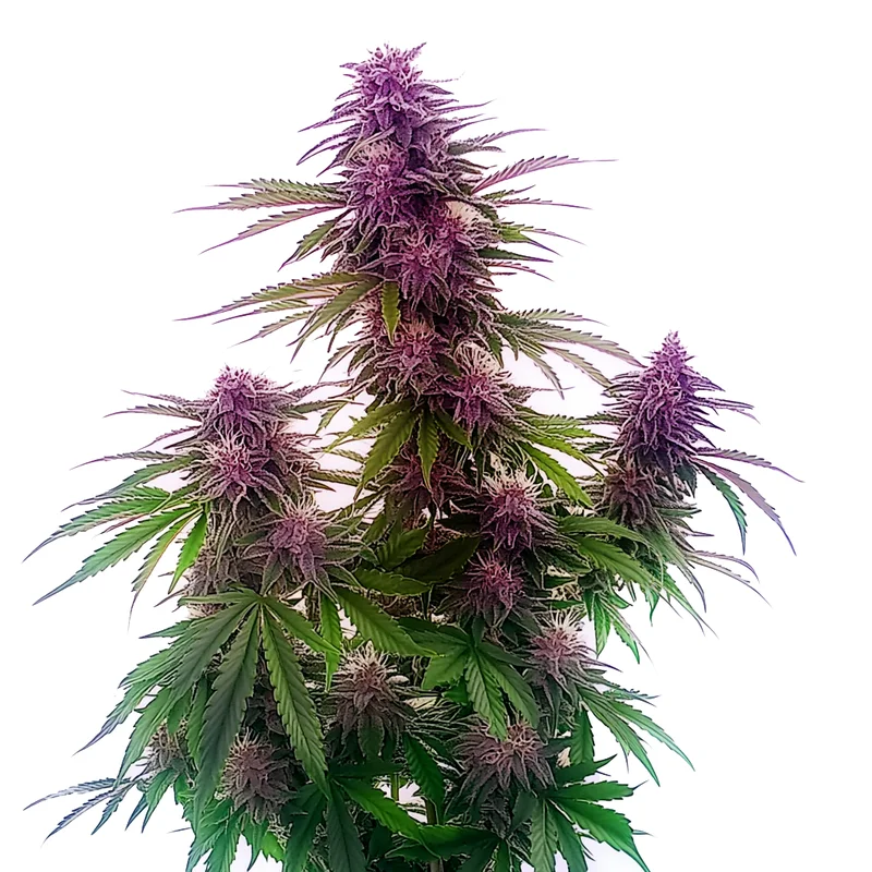 Florida Sunrise van Blimburn Seeds