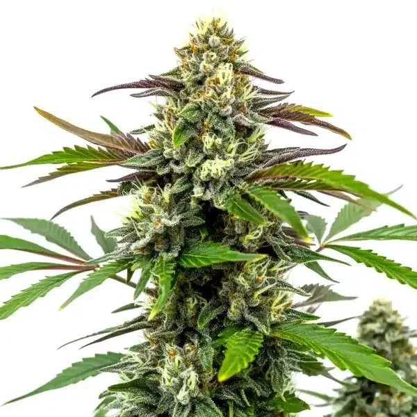 Bubble Gum Sherb van Blimburn Seeds