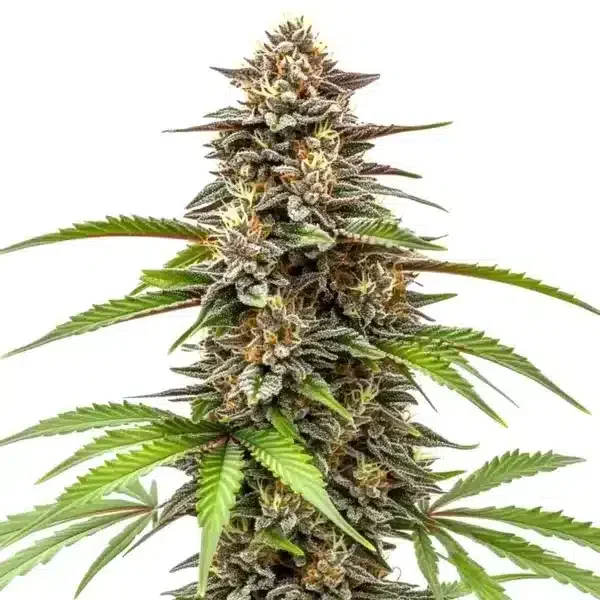 Zkittlez x Gorilla van Blimburn Seeds