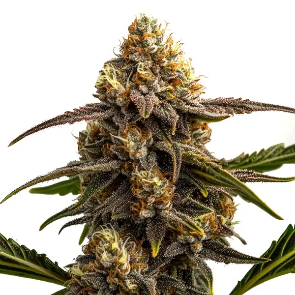 Apple Fritter van Blimburn Seeds