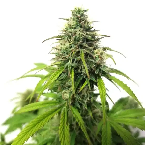 AK van Blimburn Seeds