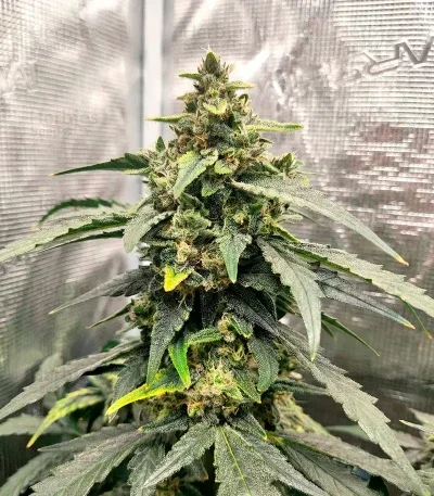 Northern van Blimburn Seeds