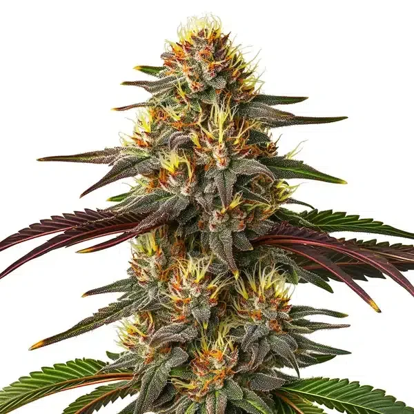 Red Kush van Blimburn Seeds