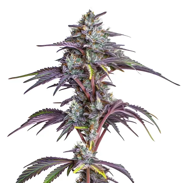 Blackberry Moonstones van Blimburn Seeds