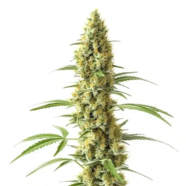 Tijuana van Blimburn Seeds