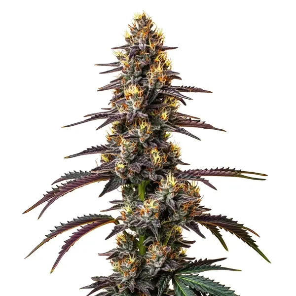 Carbon Fiber van Blimburn Seeds