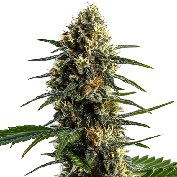 Stoned Panda van Blimburn Seeds