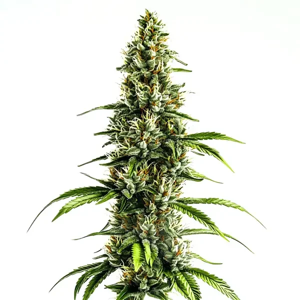 Chocolopez van Blimburn Seeds