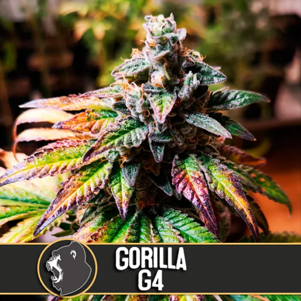 Gorilla G4 van Blimburn Seeds