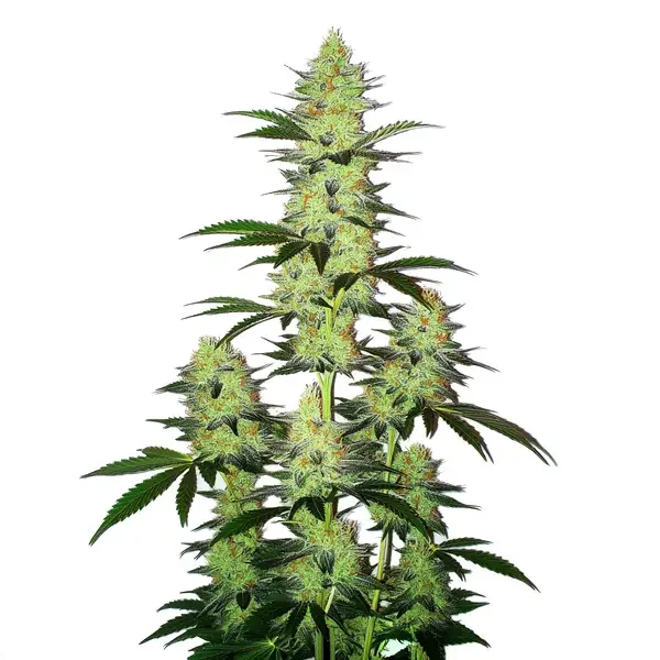 LA Confidential van Blimburn Seeds