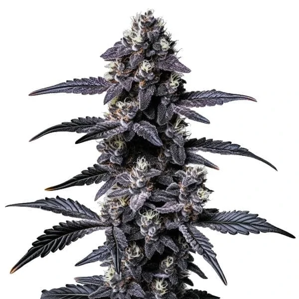 Zoap van Blimburn Seeds