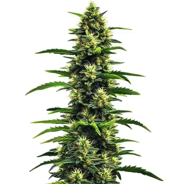 Gushers van Blimburn Seeds