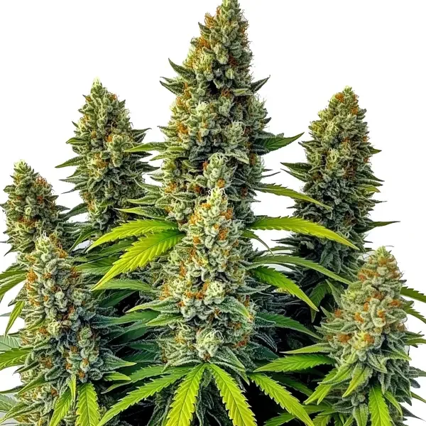 Chemdog van Blimburn Seeds