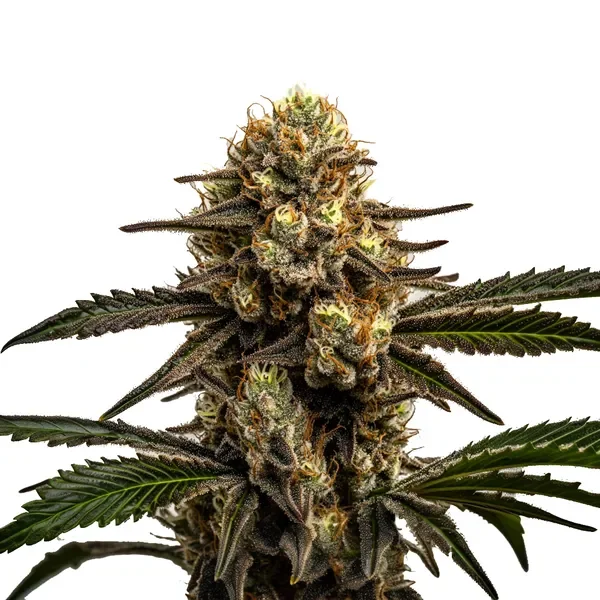 Apple Fritter van Blimburn Seeds
