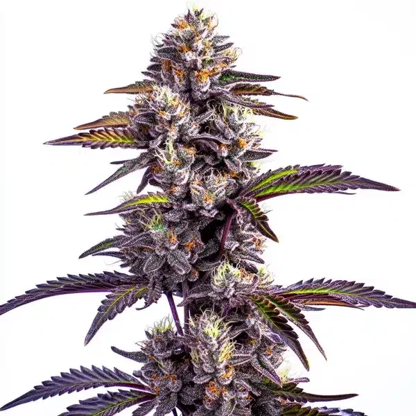 Blackberry Moonstones van Blimburn Seeds