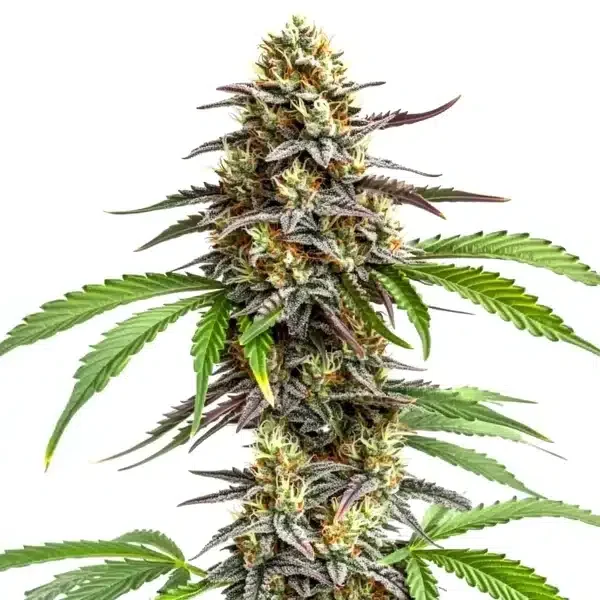 Zookies van Blimburn Seeds