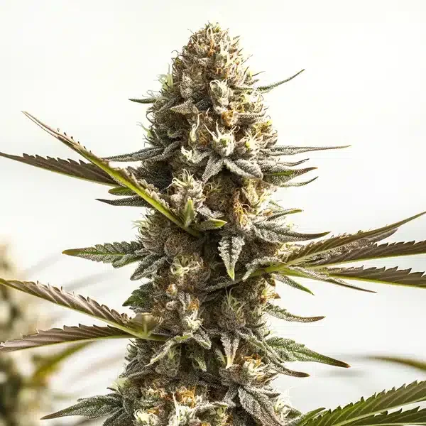 Kabrales van Blimburn Seeds
