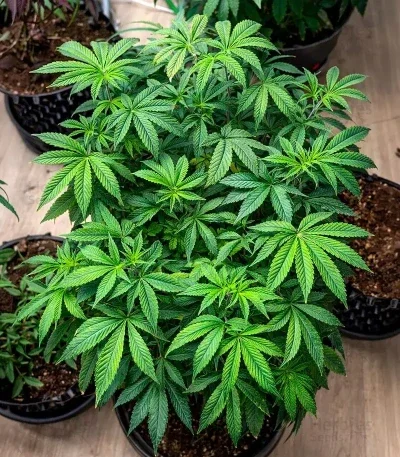 Cream van Blimburn Seeds