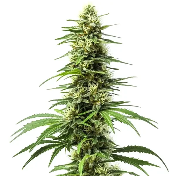 Harlequin van Blimburn Seeds
