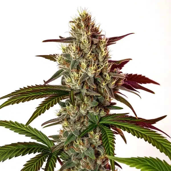 Nikki and Swami's Maracuya van Blimburn Seeds