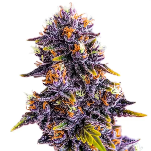 Purple Star Killer van Blimburn Seeds