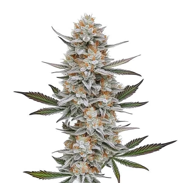 Chemdog #4 van Blimburn Seeds